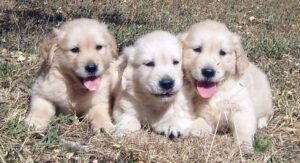 cachorros golden retriever navarra, golden berquir