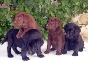 Cachorros en Navarra Centro Canino "BERQUIR"