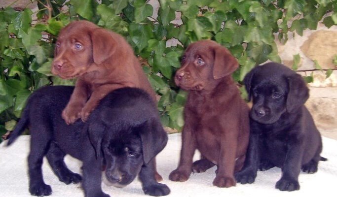 Cachorros en Navarra Centro Canino "BERQUIR"