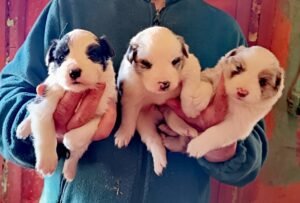 border collie navarra, border collie berquir, criaderos border collie navarra