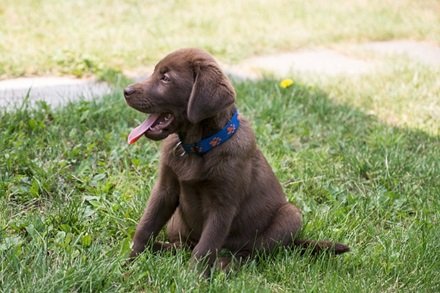 educador canino berquir, educador canino navarra, educador canino pamplona