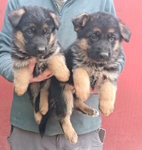 cachorros pastor alemán navarra, pastor alemán berquir, criadero pastor alemán navarra