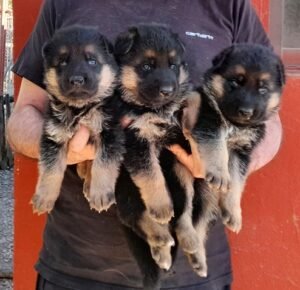 cachorros pastor alemán navarra, berquir,