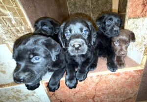 labradores retriever navarra, labradores cachorros