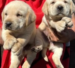 cachorros labradores berquir_amarillos 01