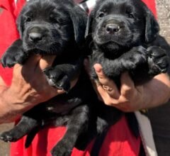cachorros labradores berquir_negros 01